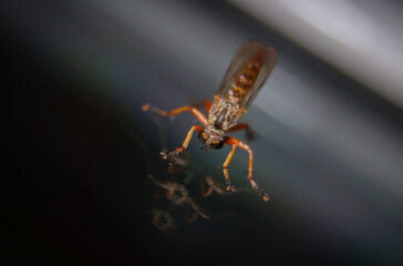 mosquito mosquito