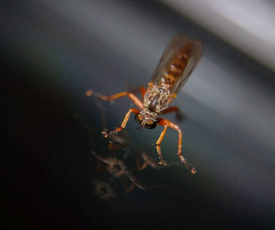 mosquito mosquito